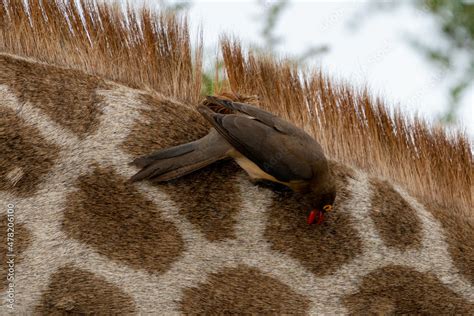 Rotschnabel Madenhacker Faszinierende Vogelwelt In S Dafrikas Savanne