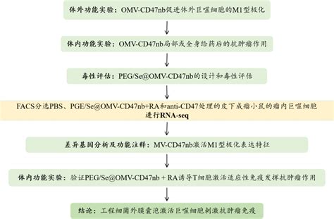 纳米药物在肿瘤治疗中的应用文献案例 百迈客生物