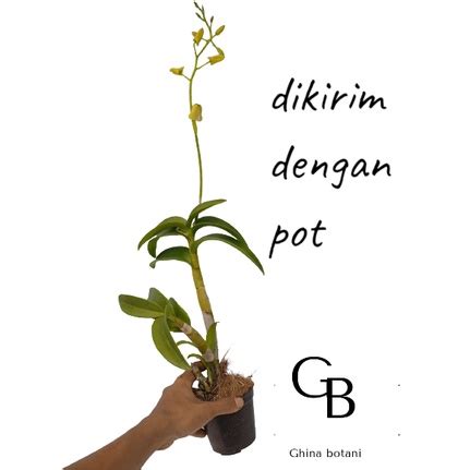 Jual Anggrek Dendrobium Berbunga Anggrek Dendrobium Spike Anggrek