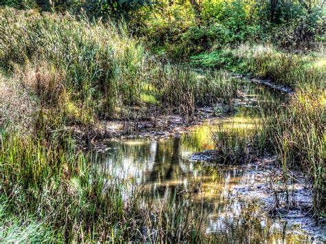Wetlands Free Stock Photo Public Domain Pictures