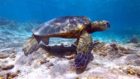 Carlsmith Beach Park Snorkeling | Hilo, Big Island