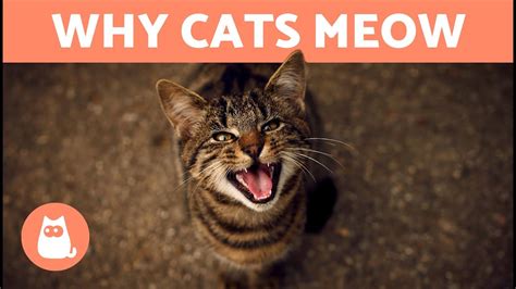 Why Does My Cat Meow When They See Me 7 Reasons Youtube