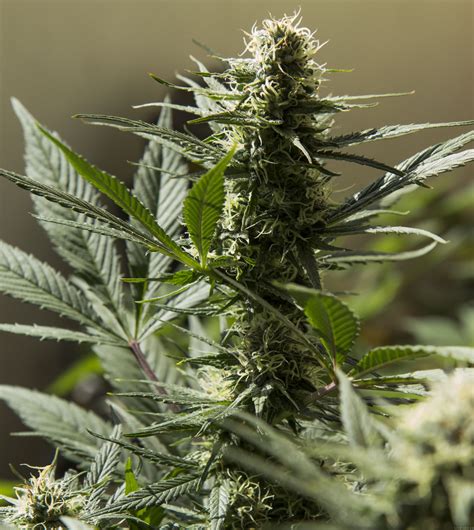 Strain Gallery Jack Herer Sensi Seeds Pic By