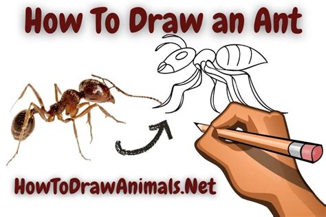 How To Draw A Locust Easy Drawing Tutorial