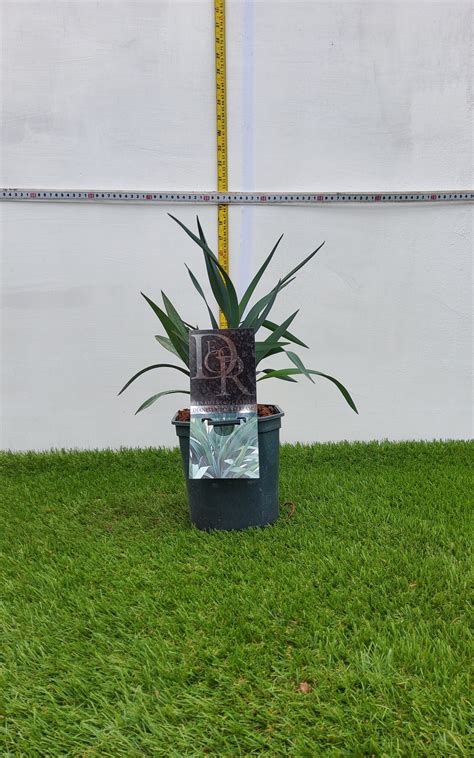 Dianella Blue Stream – Thingwall Nurseries