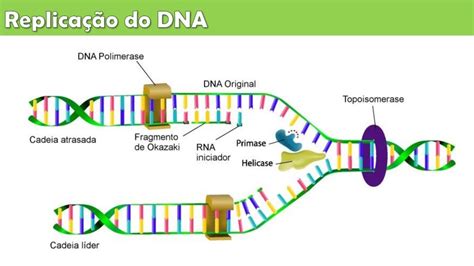 Processo De Transcrição Do Dna - Aula 6 replicação do dna, transcrição do rna e síntese proteica