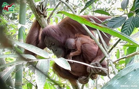 A NEW BABY! | Borneo Orangutan Survival