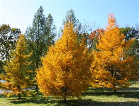 Фотографии Лиственницы Осенью – Telegraph