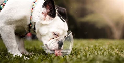 How Much Water Should Your Dog Drink Per Day? | DogGear Guides