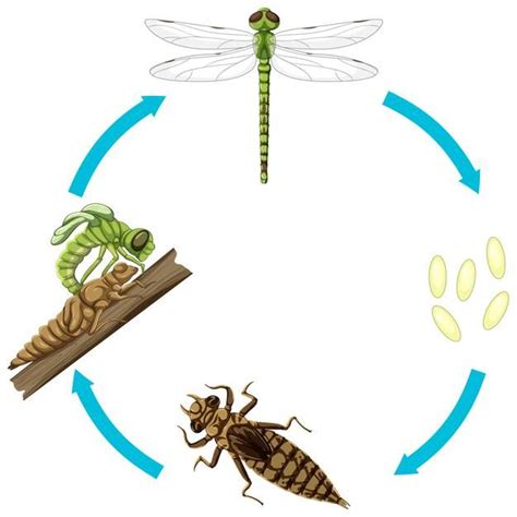 Free Vector Life Cycle Of Dragon Fly On White Background Life