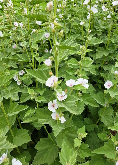 Marshmallow Herb Plants For Sale - SowExotic.com – Sow Exotic