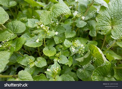 Wasabi Eutrema Japonicum Wasabia Japonica Japanese Stock Photo ...