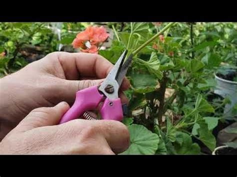 How To Take Geranium Cuttings Clones Save Money Never Pay For