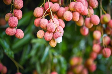 Fresh Ripe Lychee Fruit Hang On The Lychee Tree In The Garden 14232301