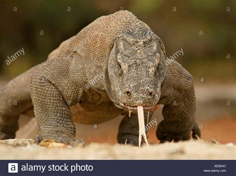 Komodo Dragon Full Body High Resolution Stock Photography and Images