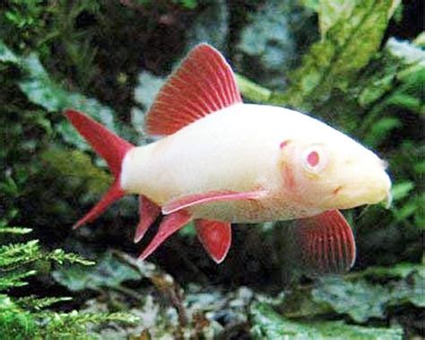 Albino Rainbow Sharkfish Floridapets