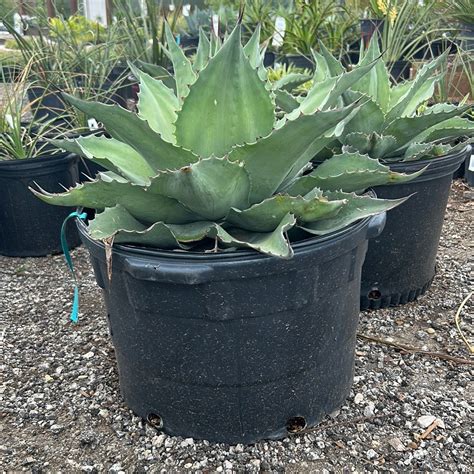 Agave Whale's Tongue – Texas Tree Farms