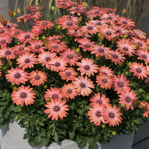 Osteospermum Serenity Coral Magic J Parker Dutch Bulbs