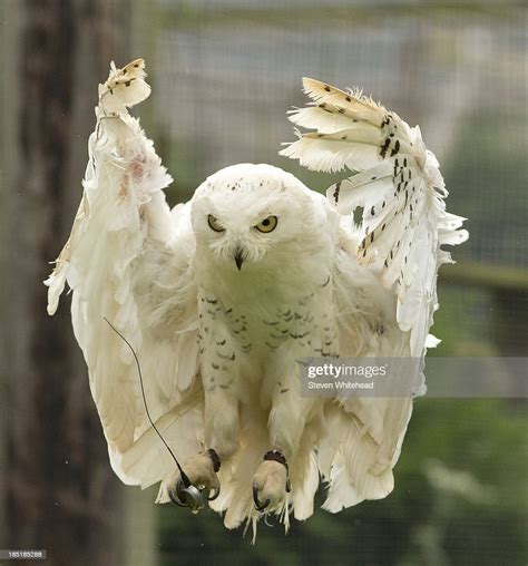 Hedwig Snowy Owl High Res Stock Photo Getty Images