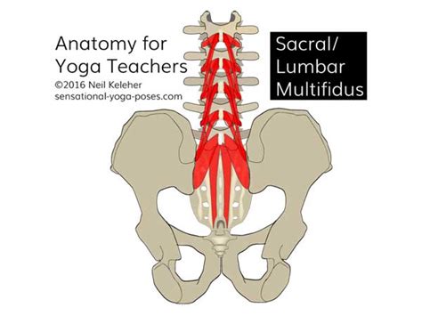 Multifidus