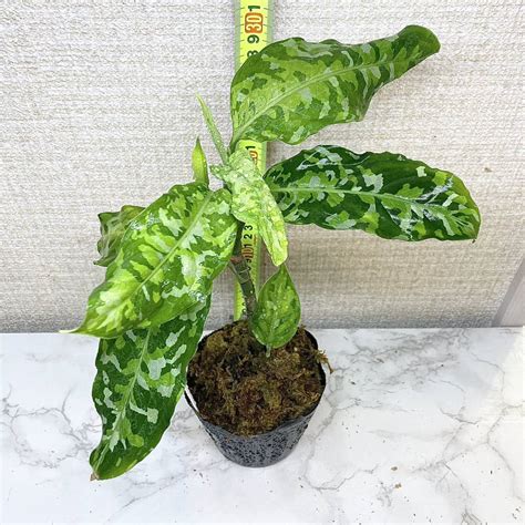 Aglaonema Pictum Tricolor Ags