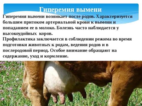 Профилактика и лечение мастита у коровы в домашних условиях