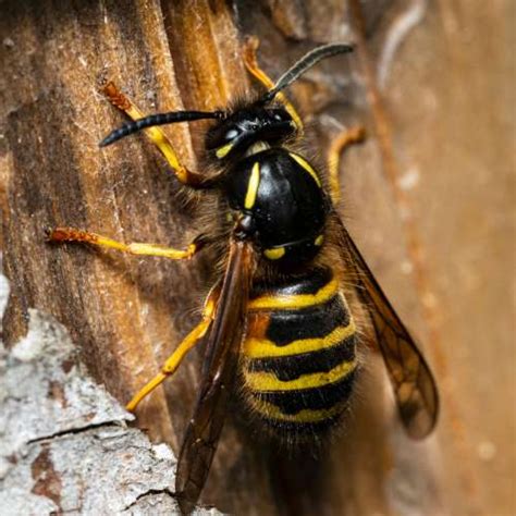 kennisbank duitse wesp bureau voor dierplagen