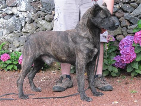 Race De Chien Cao Fila De Sao Miguel Mutuelle Animaux
