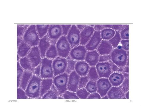 Skin And Its Appendages Ppt