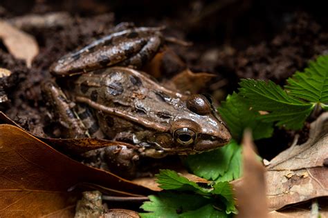 Southern Leopard Frog – Reptiles and Amphibians of Mississippi