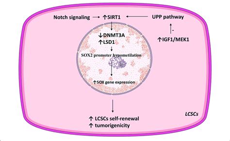 Sirt1 Related Pathways Involved In Lcsc Proliferation Download Scientific Diagram