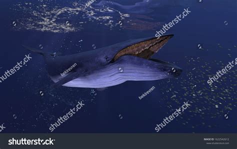 1,909 Whale Mouth Open Images, Stock Photos, 3D objects, & Vectors ...