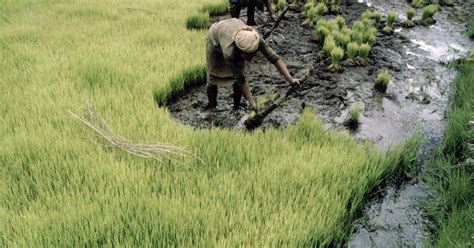 The Global Framework on Water Scarcity in Agriculture (WASAG) webinar ... 