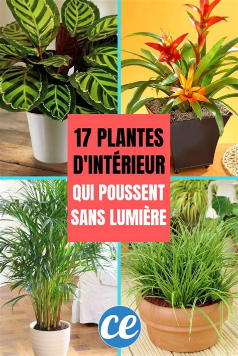 Four Different Types Of Plants In Pots With The Words 17 Plantes D