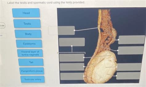 Solved Label The Testis And Spermatic Cord Using The Hints