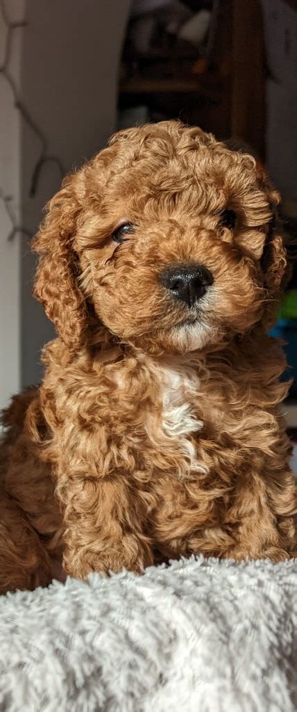 F1b Fox Red Cavapoo Puppies In Leigh On Sea Essex Gumtree