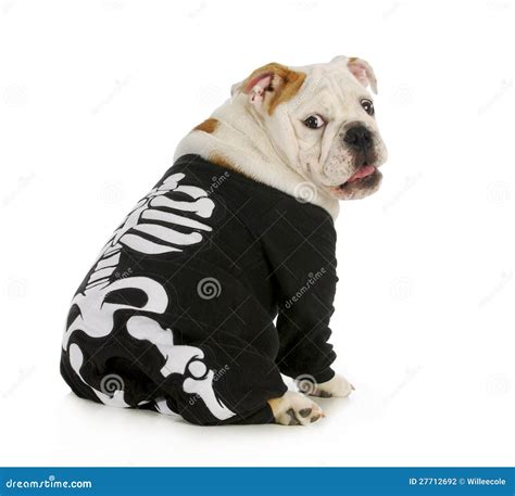 Dog Skeleton Stock Photo | CartoonDealer.com #27712692