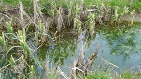 Algae Covered Pond With Swamp Grasses Surrounding Sides Stock Footage