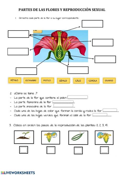 Partes De La Planta Ficha Interactiva Y Descargable Puedes Hacer Los Ejercicios Online O Desca