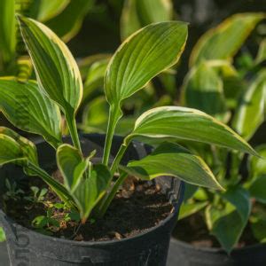 Купить Хоста Еллоу Ривер Hosta Yellow River - в питомнике Флорини