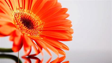 Laptop Flower Wallpapers Wallpaper Cave