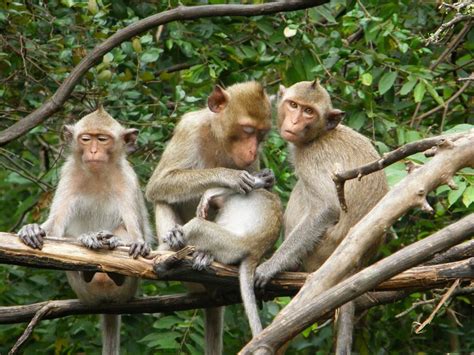 apor thailand ablindqvist reseguiden