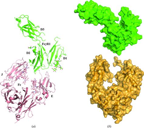 Iucr Structural Insights Into The Interaction Of Human Igg With Fc