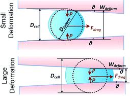 Revealing elasticity of largely deformed cells flowing along confining ...