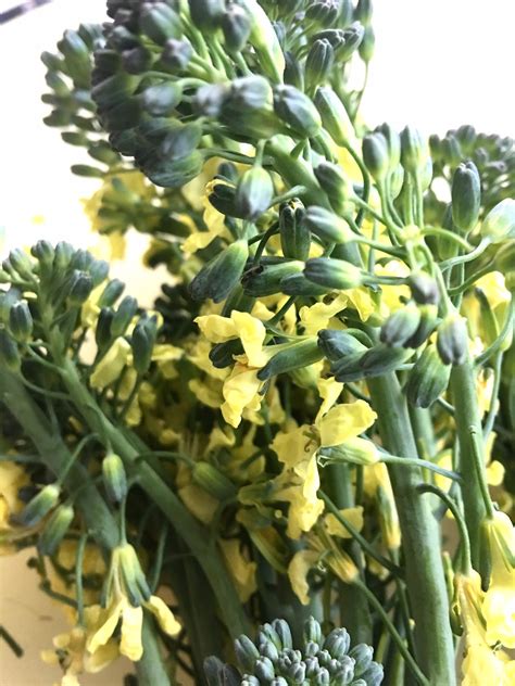 Broccoli Flower Bloom