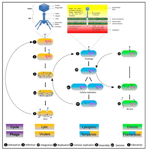 Schematic Illustration Representing The Bacteriophage Particle