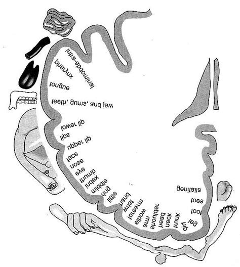 The sensory homunculus diagram representing the brain's processing of ...