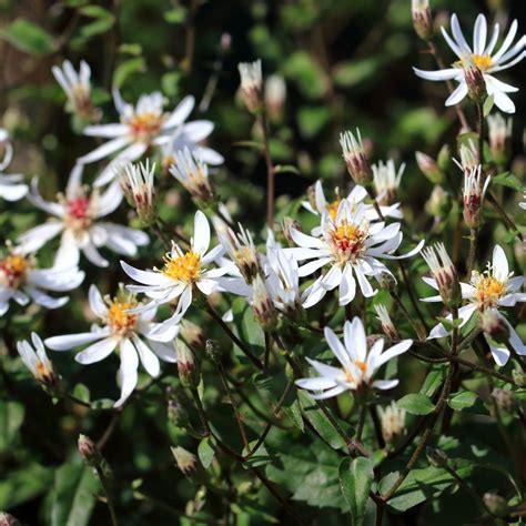White Wood Aster