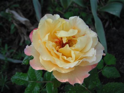 Роза Ругельда Фото И Описание – Telegraph