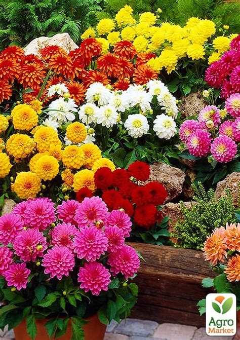 Георгина смесь (в банке) ТМ "Весна Органик" 3г купить почтой в Одессе ...